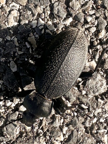 Leather Beetle