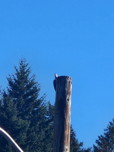 Pileated Woodpecker