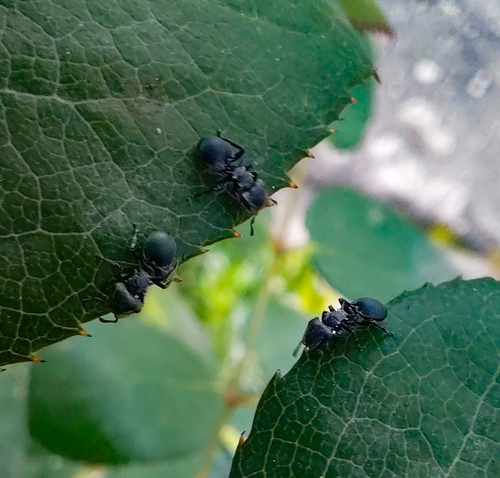 Cephalotes pusillus
