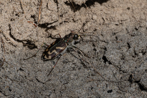Oblique-lined Tiger Beetle