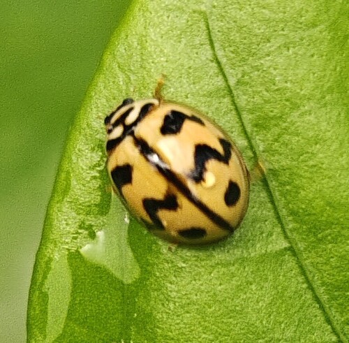 Six-spotted Zigzag Ladybird