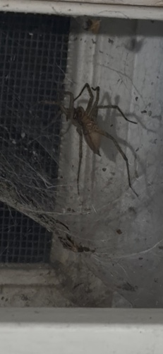 Grass Spiders