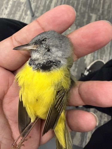 Mourning Warbler