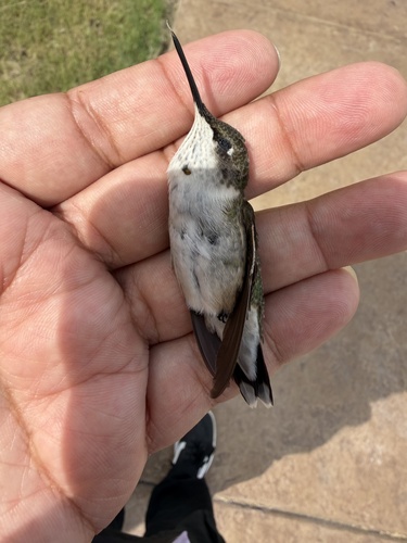 Ruby-throated Hummingbird