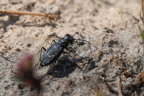 Purple Tiger Beetle