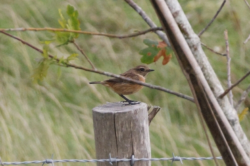 European Stonechat