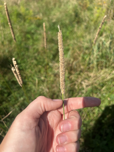 Timothy grass