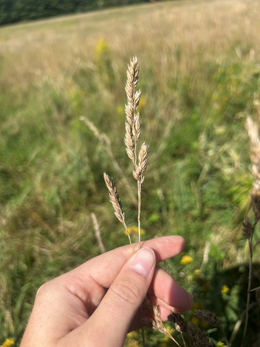 orchard grass