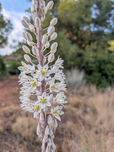 sea squill