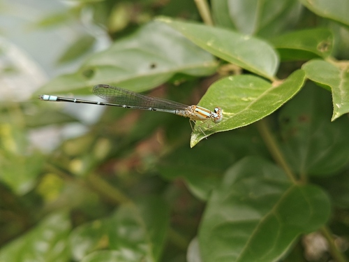 Blue Riverdamsel