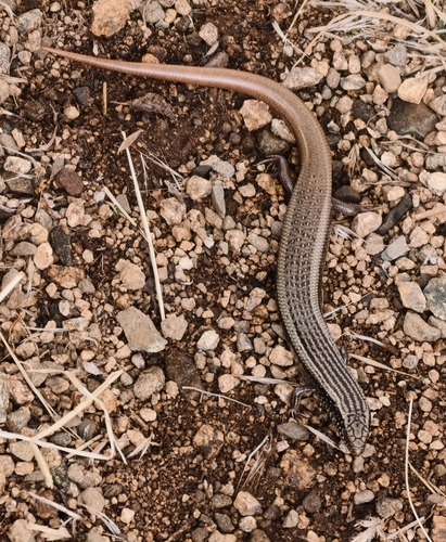 Mountain Skink