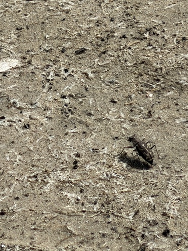 Oblique-lined Tiger Beetle