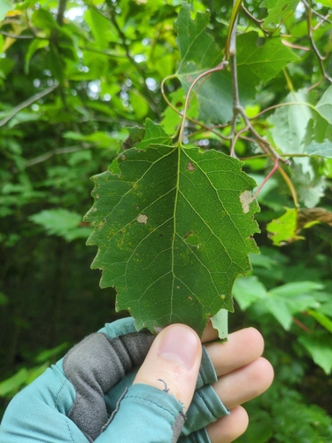 bigtooth aspen