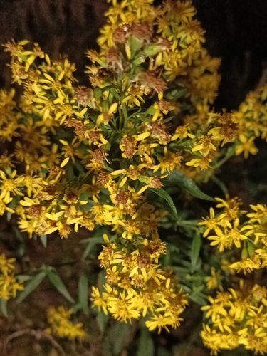 European goldenrod
