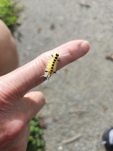 Spotted Tussock Moth