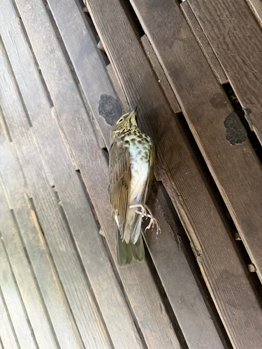 Swainson's Thrush