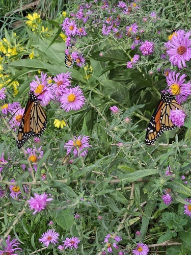 Monarch