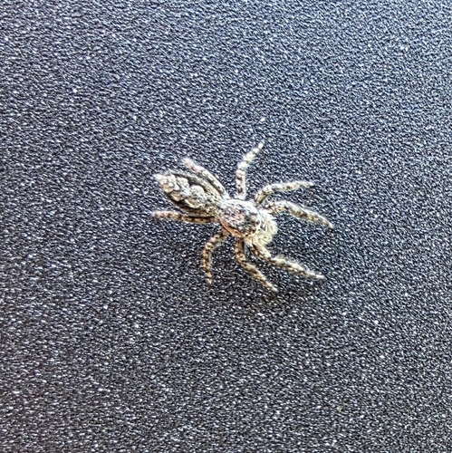 Tan Jumping Spider