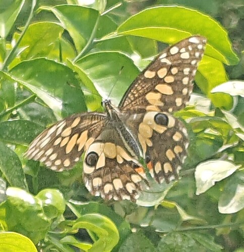 Lime Swallowtail