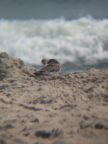 Ruddy Turnstone