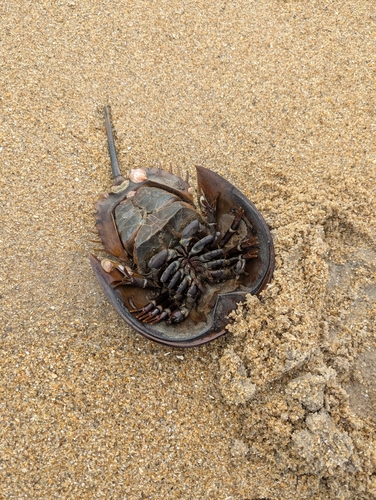 Atlantic Horseshoe Crab