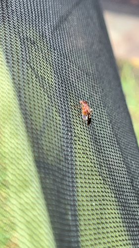 Common Picture-winged Fly