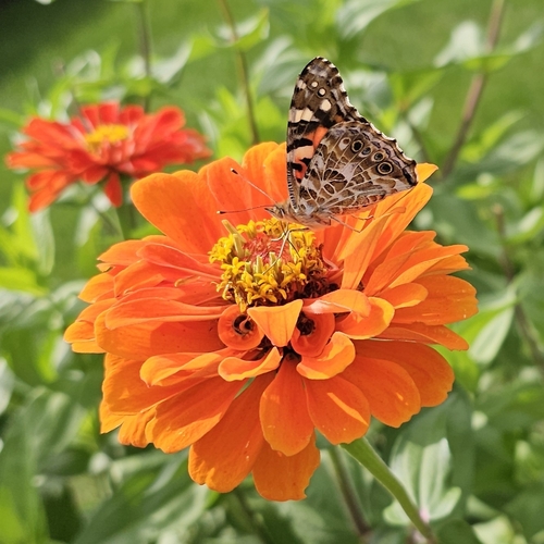 Painted Lady