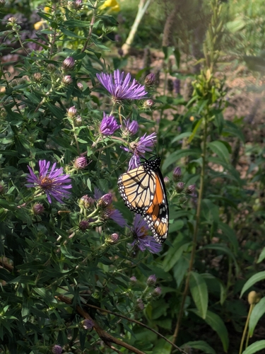 Monarch