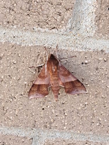 Azalea Sphinx