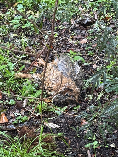 Great Horned Owl