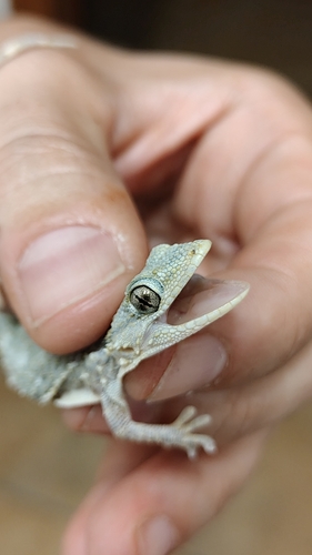 Moorish Gecko