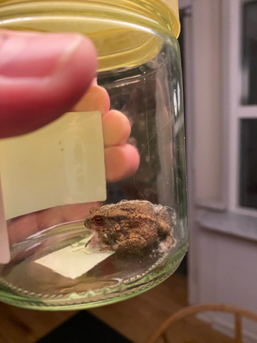 European Toad