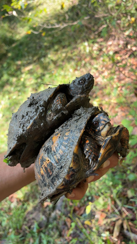 Eastern Box Turtle