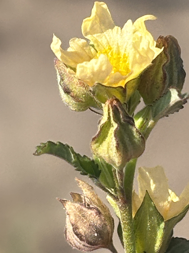 prickly fanpetals
