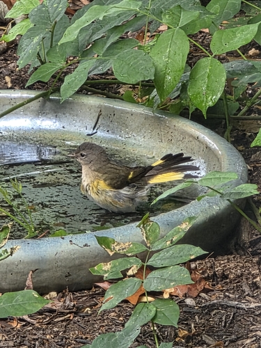 American Redstart