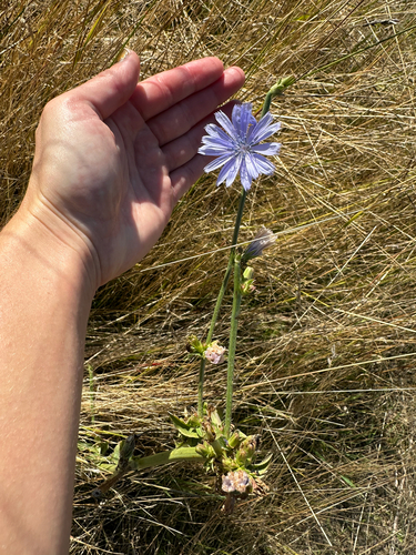 chicory