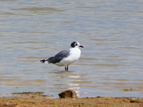 Franklin's Gull