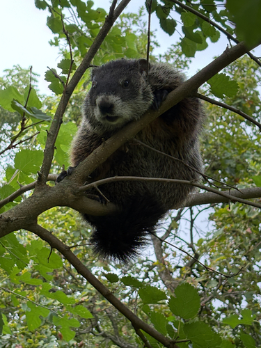 Groundhog