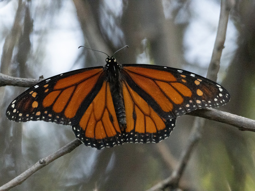 Monarch