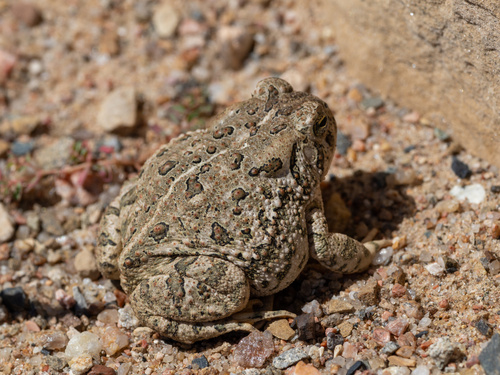 Woodhouse's Toad