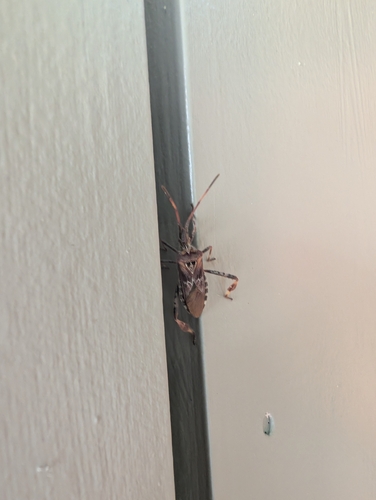 Western Conifer Seed Bug