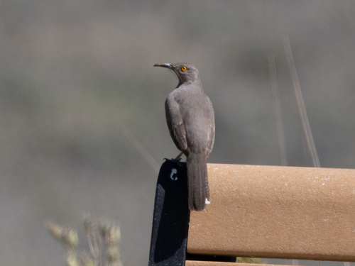 Curve-billed Thrasher