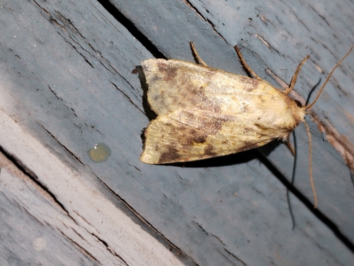 Pink-barred Sallow