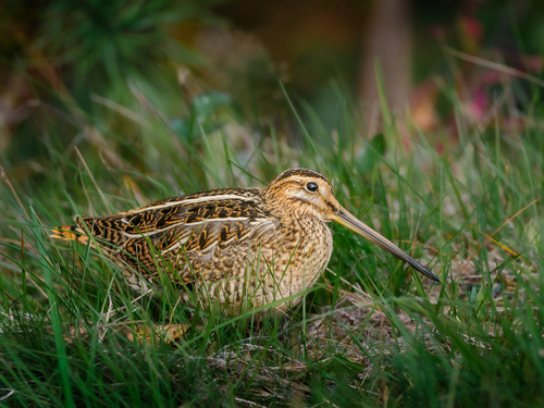 Common Snipe