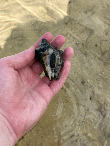 American Crown Conch