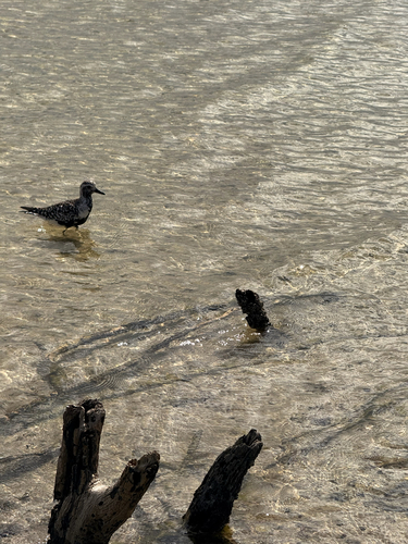 Black-bellied Plover