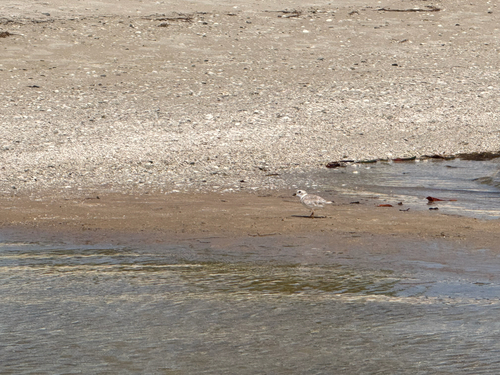 Piping Plover