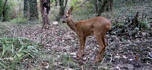 Western Roe Deer