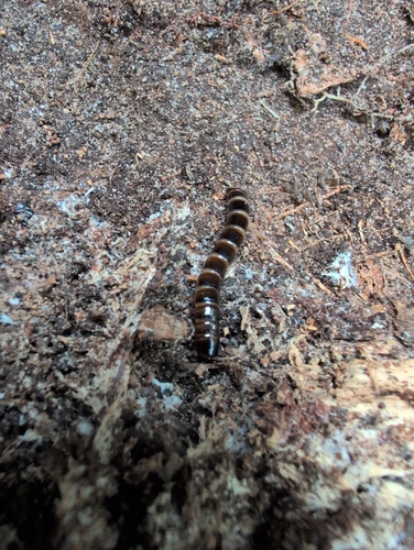 Contracted Darkling Beetle