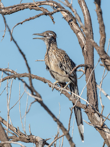 Greater Roadrunner